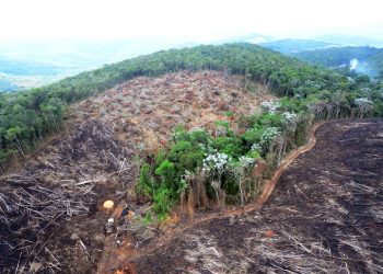 rio-de-janeiro-e-o-unico-estado-a-ganhar-florestas-em-meio-ao-desmatamento-no-brasil