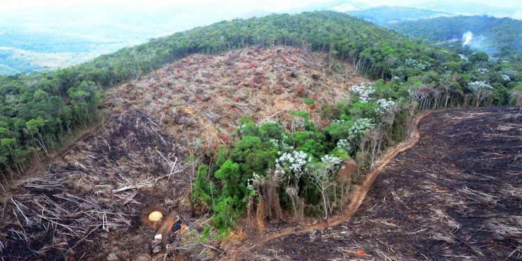rio-de-janeiro-e-o-unico-estado-a-ganhar-florestas-em-meio-ao-desmatamento-no-brasil