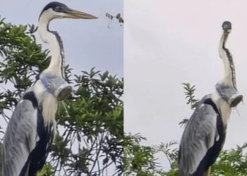 garca-resgatada-no-rio-de-janeiro-com-copo-plastico-na-cabeca-e-solta-na-natureza