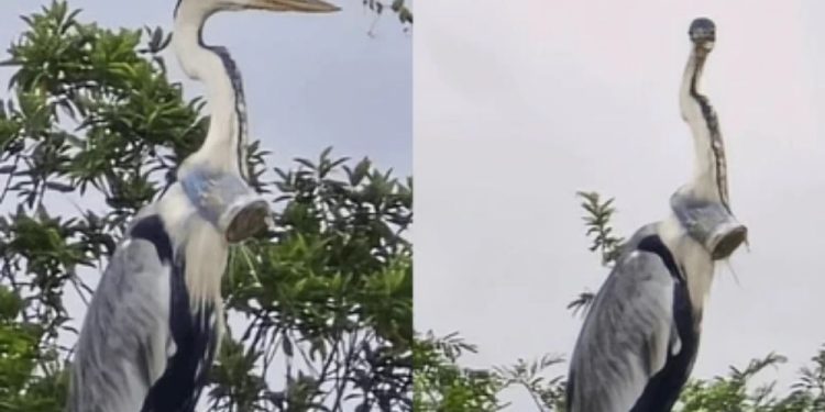 garca-resgatada-no-rio-de-janeiro-com-copo-plastico-na-cabeca-e-solta-na-natureza