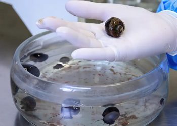 rio-de-janeiro:-verme-causador-de-meningite-e-encontrado-em-moluscos-de-26-cidades