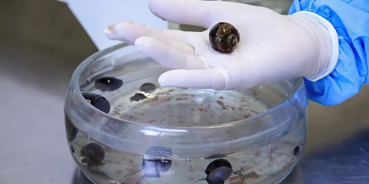 rio-de-janeiro:-verme-causador-de-meningite-e-encontrado-em-moluscos-de-26-cidades