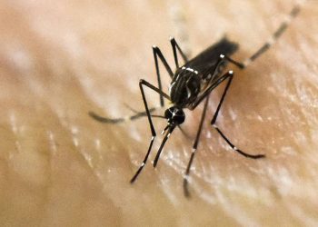 variante-incomum-da-dengue-volta-a-circular-e-aumenta-risco-de-novos-surtos