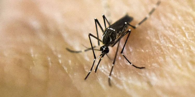 variante-incomum-da-dengue-volta-a-circular-e-aumenta-risco-de-novos-surtos