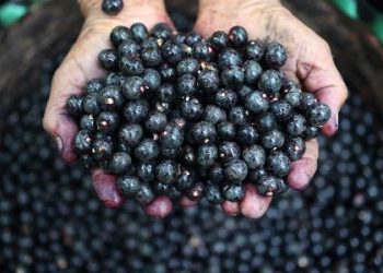 mulheres-lideram-esforcos-para-aumentar-producao-de-acai-na-amazonia