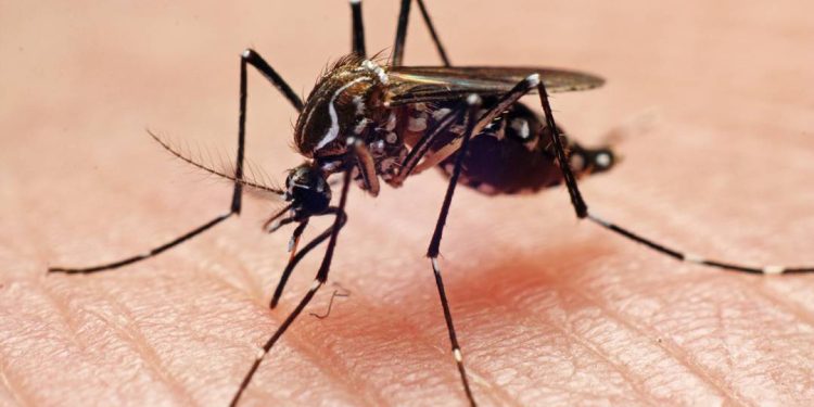 dengue:-veja-o-ranking-dos-estados-com-maior-numero-de-casos