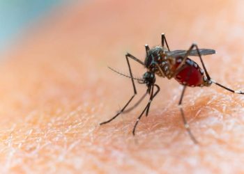 estado-do-rio-tem-810-casos-de-dengue-nas-primeiras-semanas-do-ano