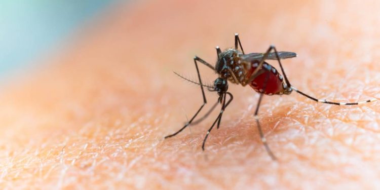 estado-do-rio-tem-810-casos-de-dengue-nas-primeiras-semanas-do-ano