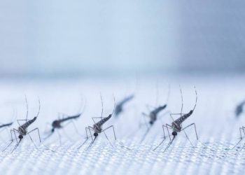 o-que-a-dengue-tem-a-ver-com-o-coracao?
