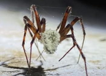 cientistas-descobrem-fungo-capaz-de-transformar-aranhas-em-‘zumbis’