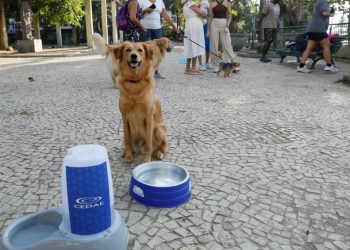 com-onda-de-calor-no-rio,-pets-ganham-pontos-de-hidratacao-da-cedae