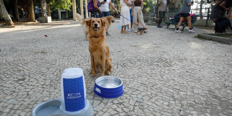 com-onda-de-calor-no-rio,-pets-ganham-pontos-de-hidratacao-da-cedae