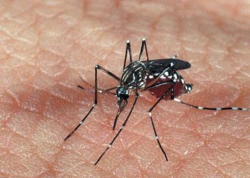 com-mais-de-110-mortes,-sao-paulo-decreta-emergencia-por-dengue-em-todo-o-estado