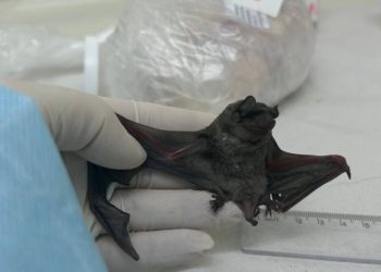 encontrado-primeiro-coronavirus-semelhante-ao-mers-em-morcegos-na-america-do-sul
