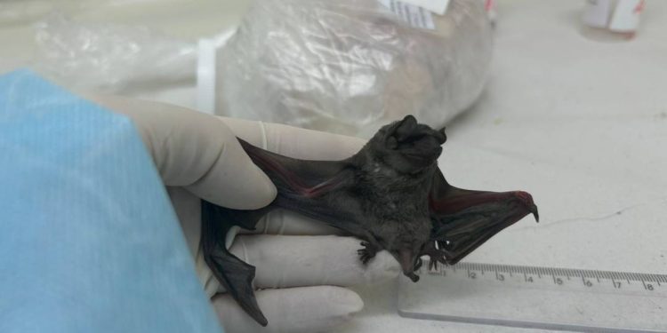 encontrado-primeiro-coronavirus-semelhante-ao-mers-em-morcegos-na-america-do-sul
