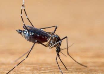 4-cuidados-para-evitar-picadas-pelo-mosquito-da-dengue