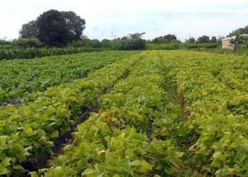 devido-a-seca-no-nordeste,-governo-prorroga-pagamento-de-credito-rural