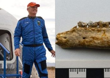 como-um-professor-viajou-ao-espaco-com-um-‘cavalo’-de-56-milhoes-de-anos