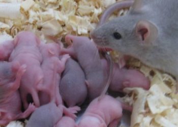 filhos-concebidos-por-dois-pais?-estudo-abre-perspectivas-e-preocupacoes