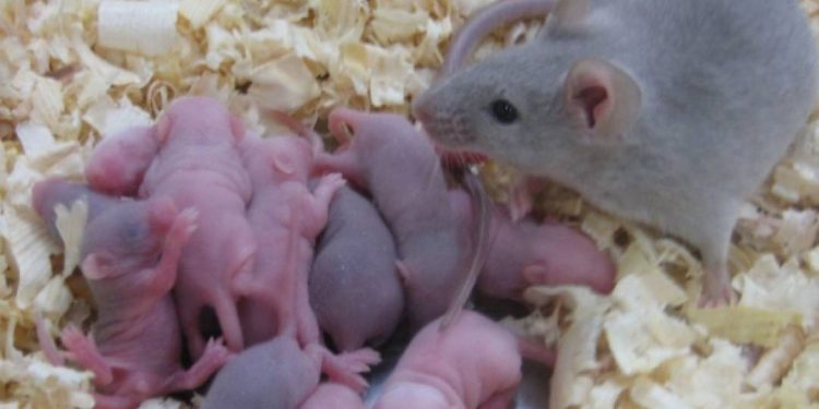 filhos-concebidos-por-dois-pais?-estudo-abre-perspectivas-e-preocupacoes