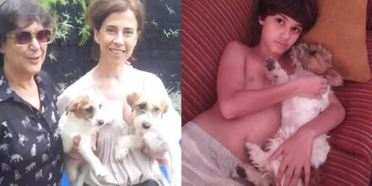ate-os-cachorros-de-ainda-estou-aqui-ganham-premio-internacional-de-cinema