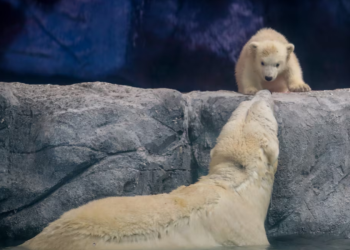 aquario-de-sao-paulo-celebra-primeiro-nascimento-de-filhote-de-urso-polar-na-america-latina