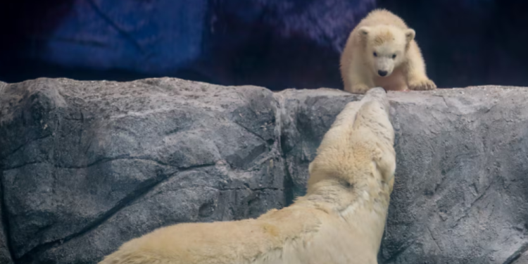 aquario-de-sao-paulo-celebra-primeiro-nascimento-de-filhote-de-urso-polar-na-america-latina