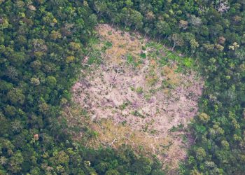 amazonia:-impacto-do-desmatamento-varia-de-acordo-com-estacoes