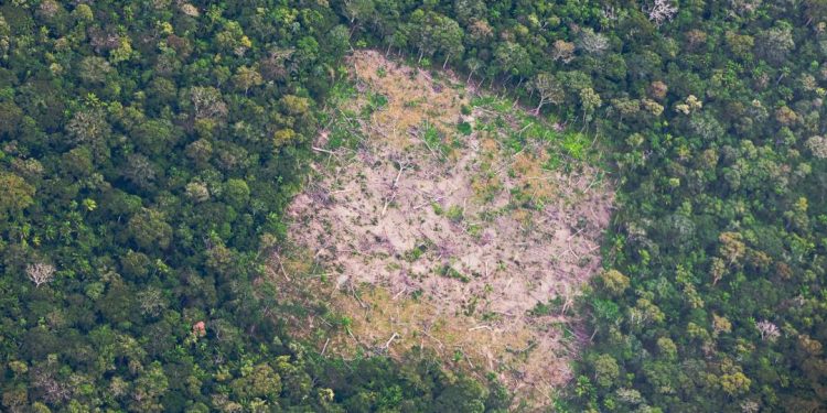 amazonia:-impacto-do-desmatamento-varia-de-acordo-com-estacoes
