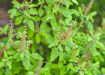 temperos-para-saude:-estudos-mostram-beneficio-de-oregano-e-manjericao-para-arterias
