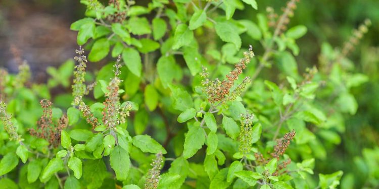 temperos-para-saude:-estudos-mostram-beneficio-de-oregano-e-manjericao-para-arterias
