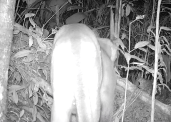 onca-parda-e-flagrada-pela-primeira-vez-em-parque-da-regiao-serrana-do-rio