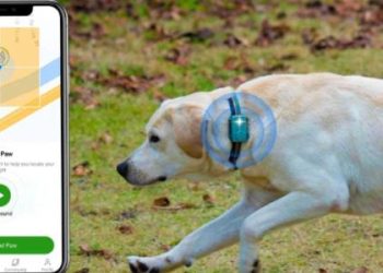 petphone:-como-funciona-‘smartphone’-para-pets-lancado-por-startup-chinesa
