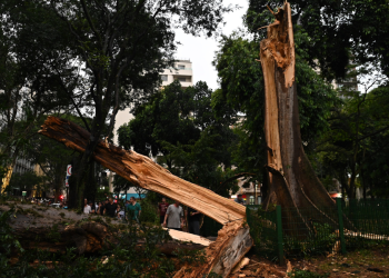 chuva-em-sao-paulo-derruba-terceira-arvore-mais-velha-da-cidade