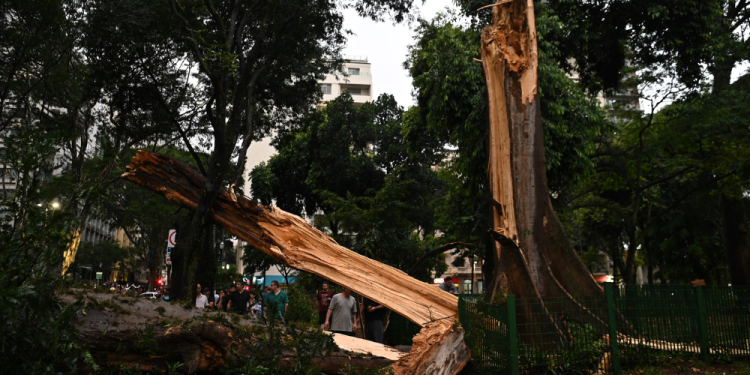 chuva-em-sao-paulo-derruba-terceira-arvore-mais-velha-da-cidade