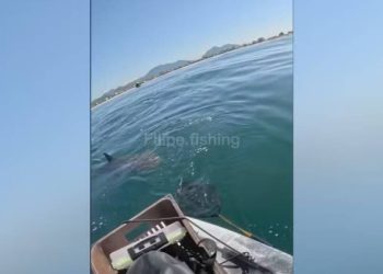 tubaroes-cercam-pescador-esportivo-em-caiaque:-“tem-um-monte”