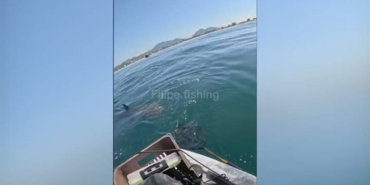 tubaroes-cercam-pescador-esportivo-em-caiaque:-“tem-um-monte”
