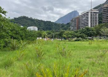 lagoa-vai-ganhar-mudas-de-arvore-ameacada-de-extincao-no-rio