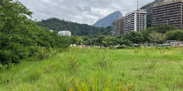 lagoa-vai-ganhar-mudas-de-arvore-ameacada-de-extincao-no-rio