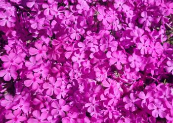 lua-rosa:-entenda-fenomeno-que-vai-acontecer-em-abril