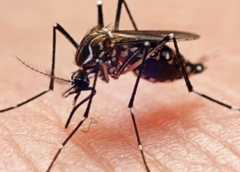 primeira-vacina-contra-chikungunya-e-aprovada-no-brasil-pela-anvisa