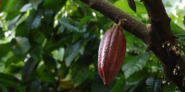 era-quase-pascoa-e-fui-entrevistar-o-coelho