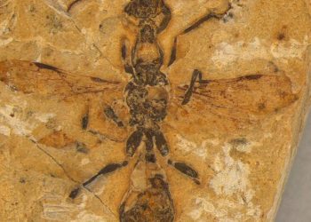 fossil-de-formiga-mais-antigo-do-mundo-e-descoberto-no-ceara