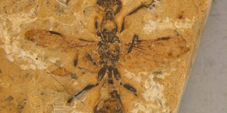 fossil-de-formiga-mais-antigo-do-mundo-e-descoberto-no-ceara