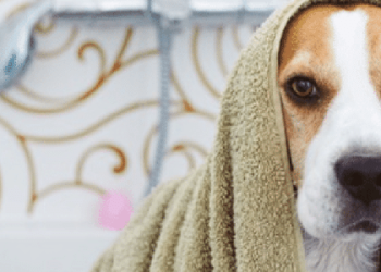 cade-abre-espaco-para-petlove-questionar-fusao-entre-petz-e-cobasi