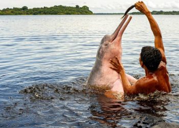 swan-hellenic-tera-cruzeiro-no-rio-amazonas-em-segundo-ano-no-brasil