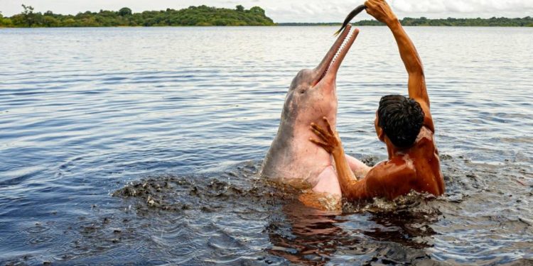 swan-hellenic-tera-cruzeiro-no-rio-amazonas-em-segundo-ano-no-brasil