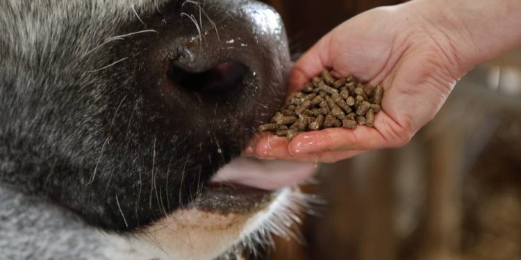 antraz:-republica-democratica-do-congo-tem-surto-e-tailandia-registra-morte