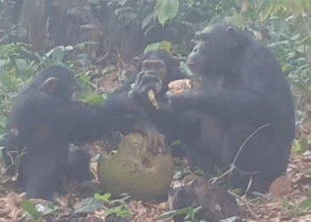 origem-da-celebracao?-macacos-consomem-alcool-em-grupo