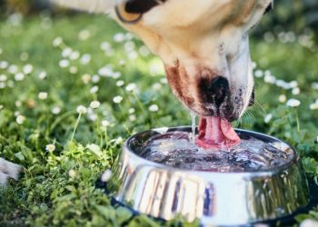 e-seguro-deixar-seu-cachorro-beber-agua-em-tigelas-coletivas?